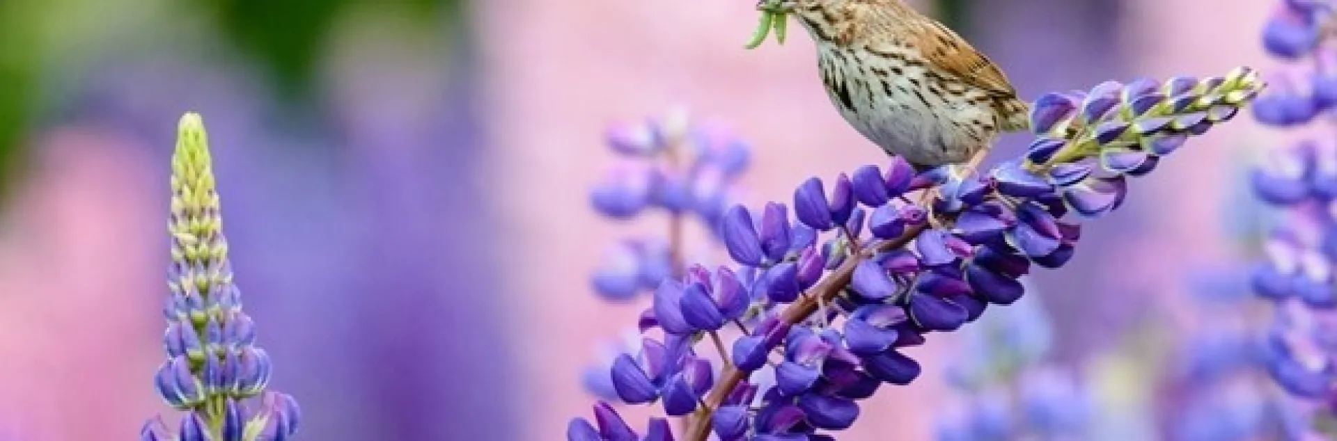 sparrow lupine