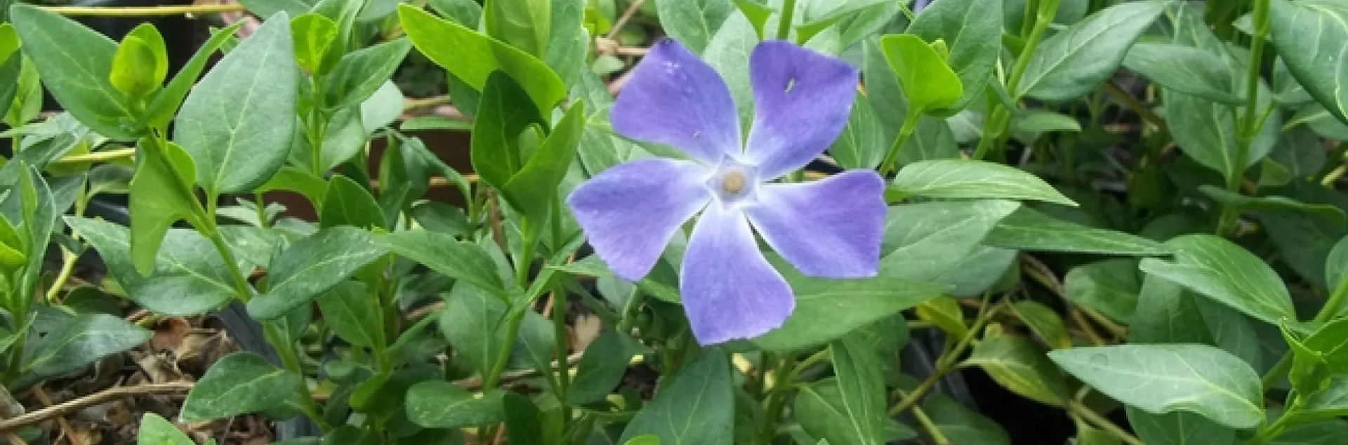 Five petaled purple flowered groundcover with a center resembling a star.