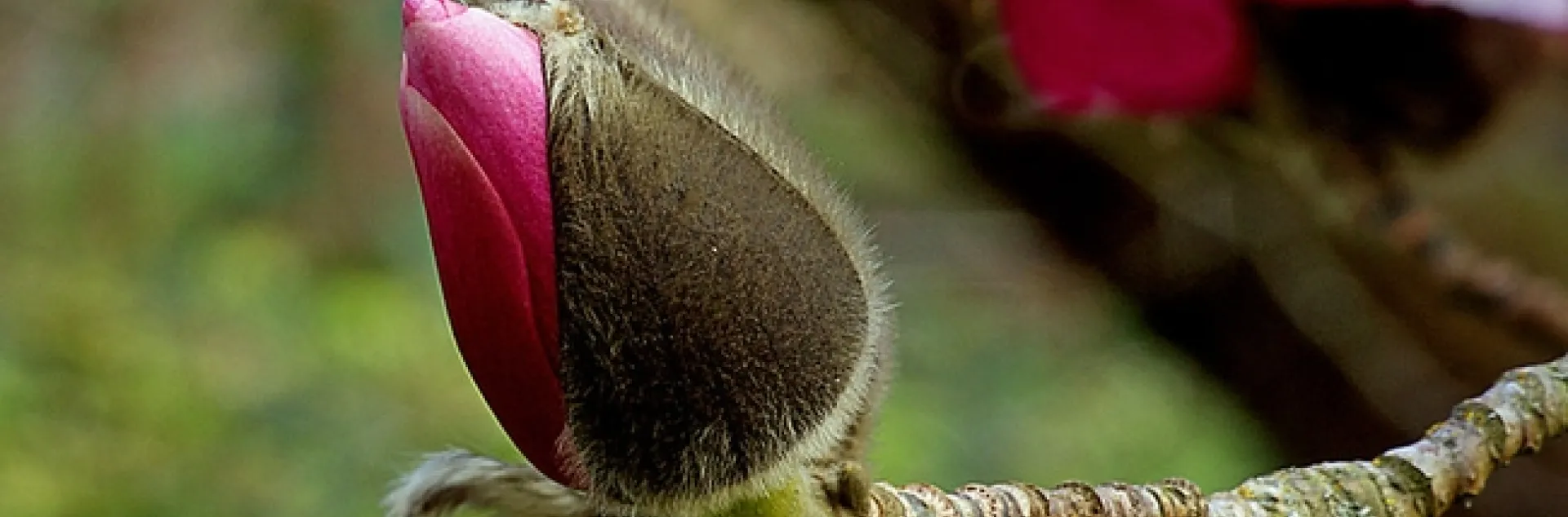 Magnolia bud. by Bernard Spragg is marked with CC0 1.0.