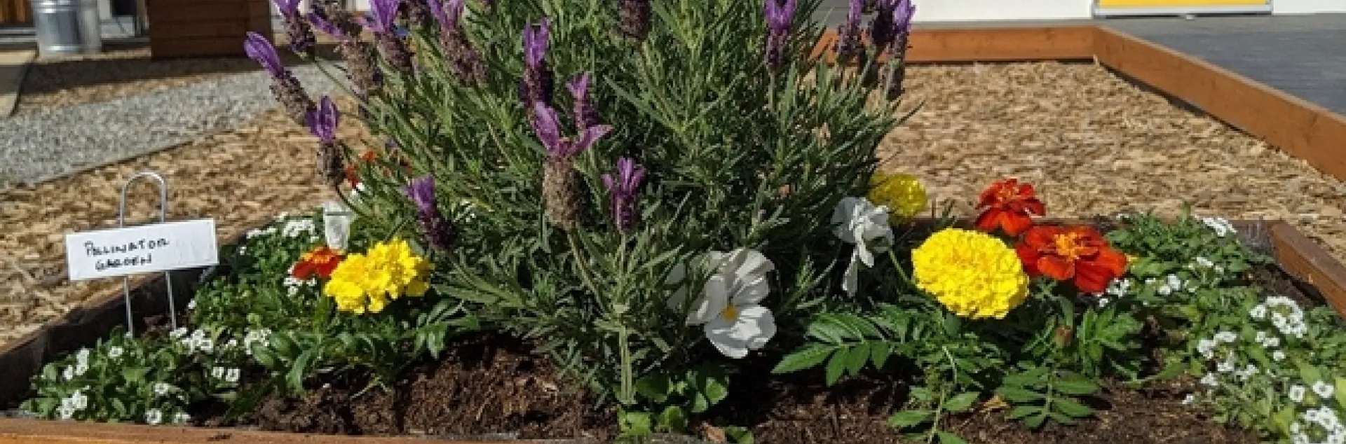 Raised garden beds with lavender, herbs and flowers