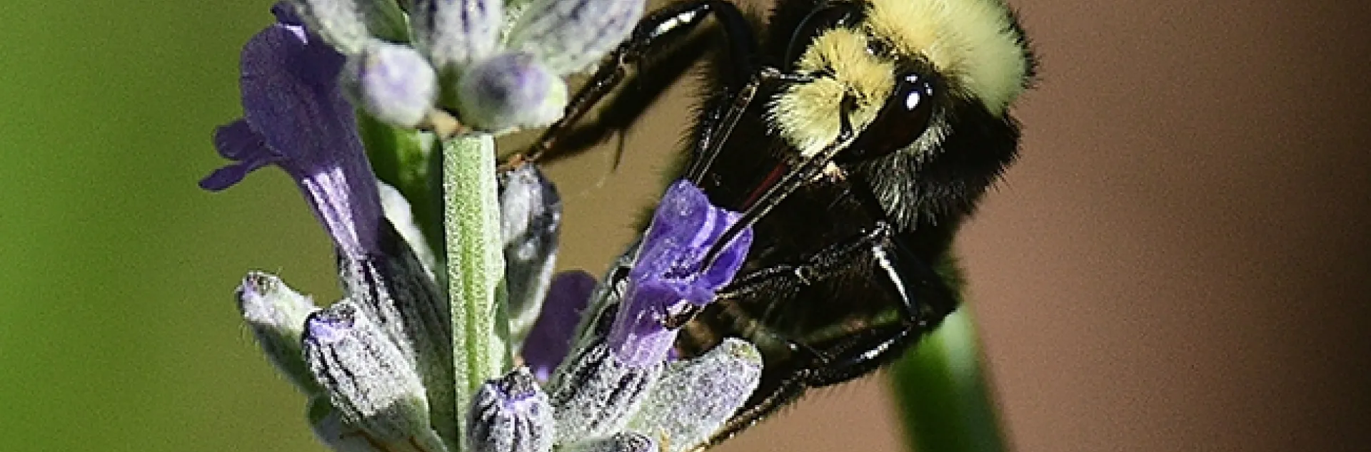 A yellow-faced Bombus vosnesenskii, prepares to sip nectar from an English lavender. (Photo by Kathy Keatley Garvey)