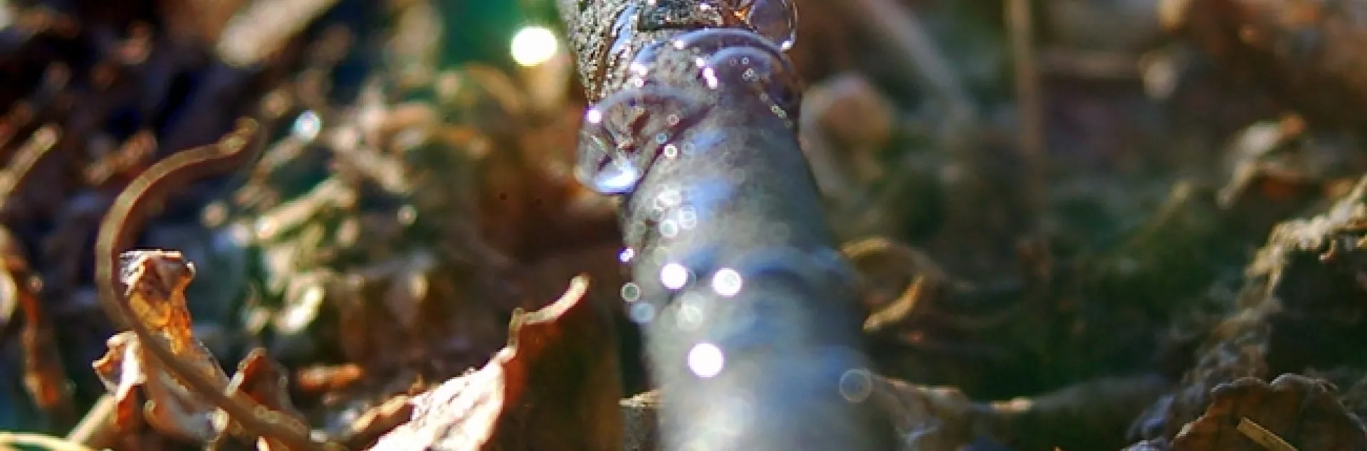 Drip irrigation by JobyOne is licensed under CC BY 2.0.