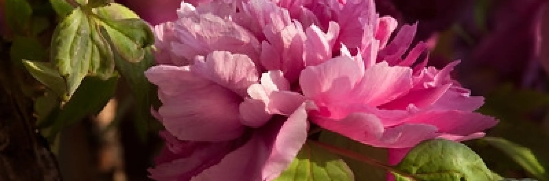 Peony flower by llee_wu is licensed under CC BY-ND 2.0.