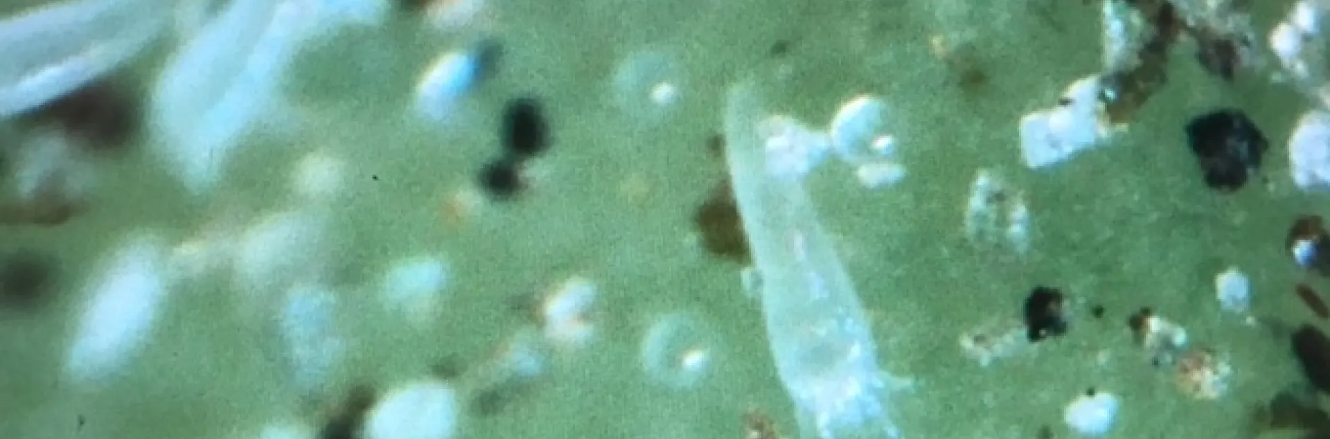 agave mites
