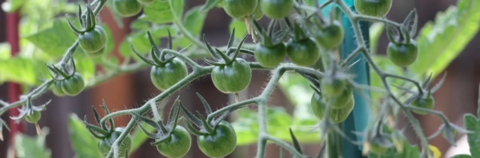 green tomatoes