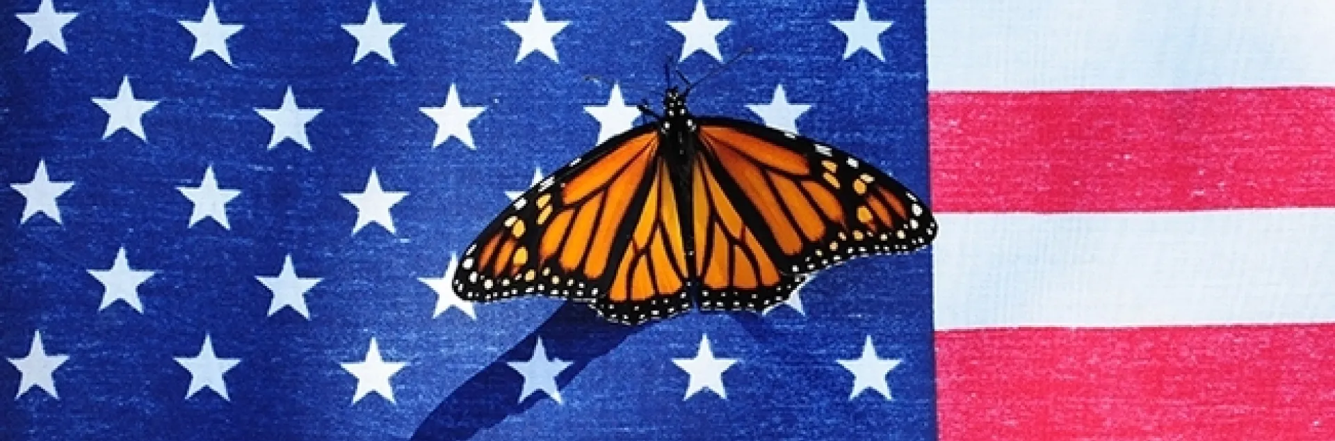 Do monarchs celebrate the Fourth of July? (Photo by Kathy Keatley Garvey)