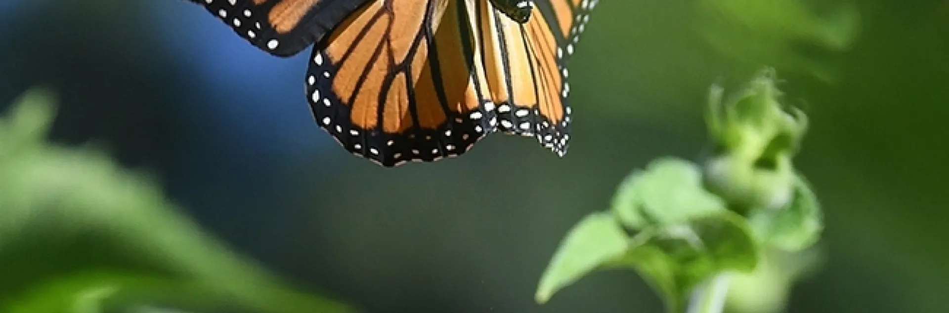 A monarch lifts off from a Mexican sunflower, Tithonia rotundifola, in a Vacaville garden. (Photo by Kathy Keatley Garvey)