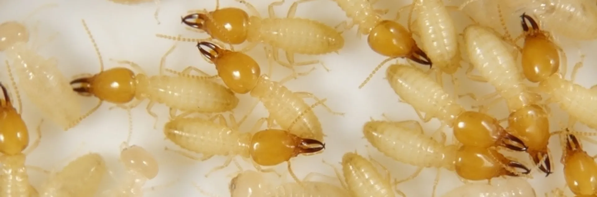 Numerous yellow and brown termite workers and soldiers.