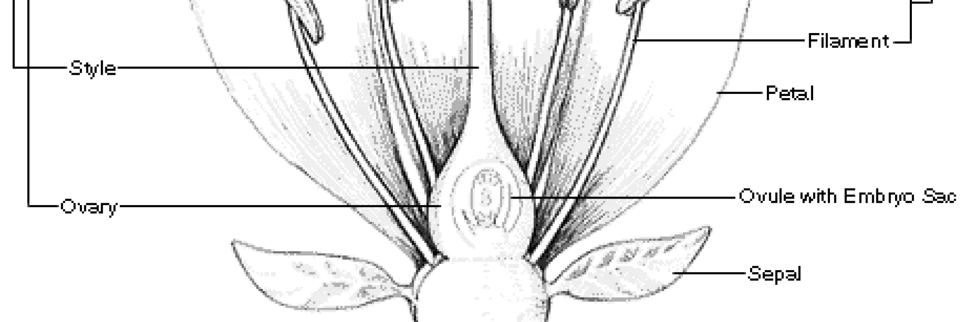 parts-of-a-flower full 610