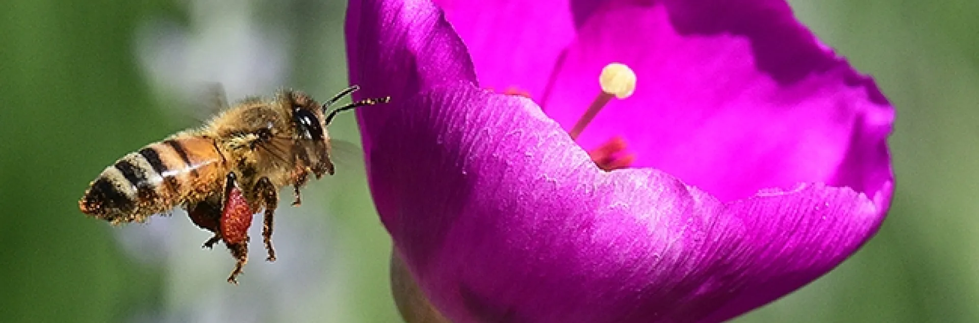 A honey bee packing red pollen as she visits another rock purslane blossom. (Photo by Kathy Keatley Garvey)
