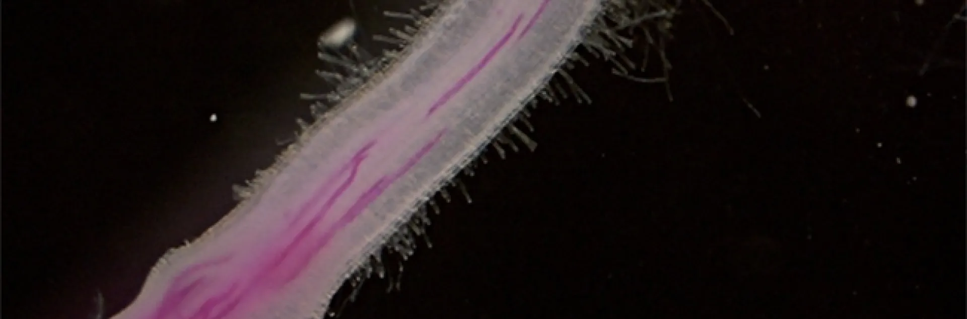 An illustration from the PNAS paper: Rice infected by root-knot nematodes (stained in red). (Illustration by Shahid Siddique)