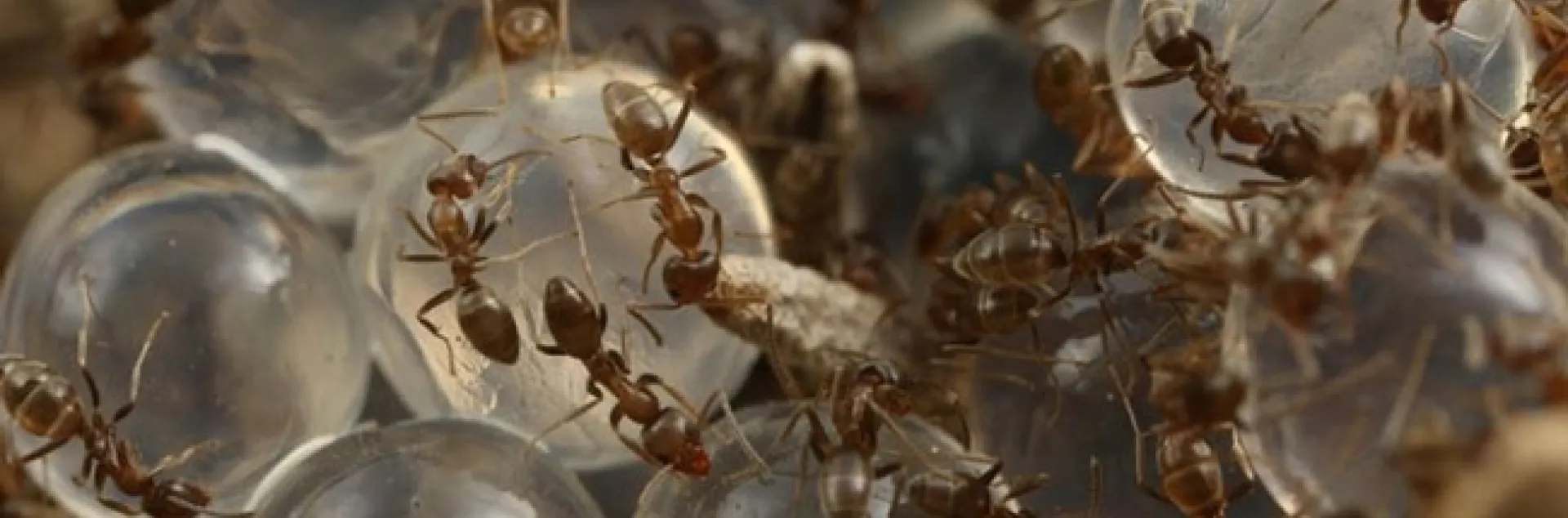 argentine ant and hydrogels