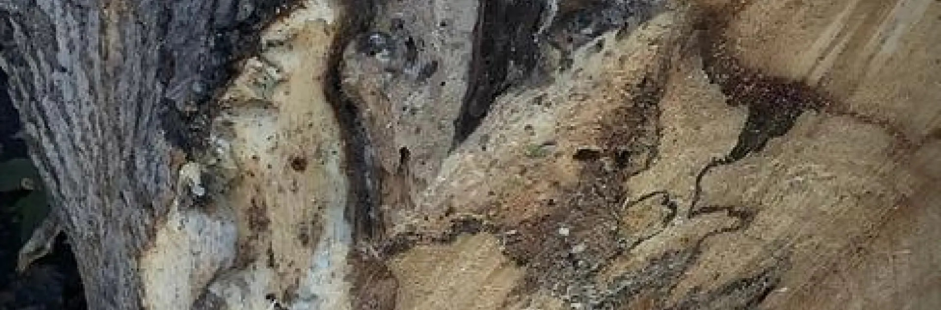 shot hole borer damage to wood