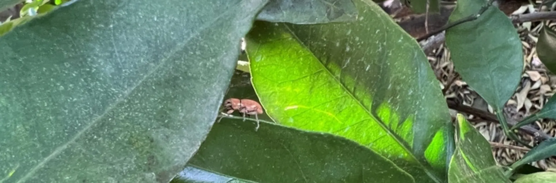 fuller rose beetle adult