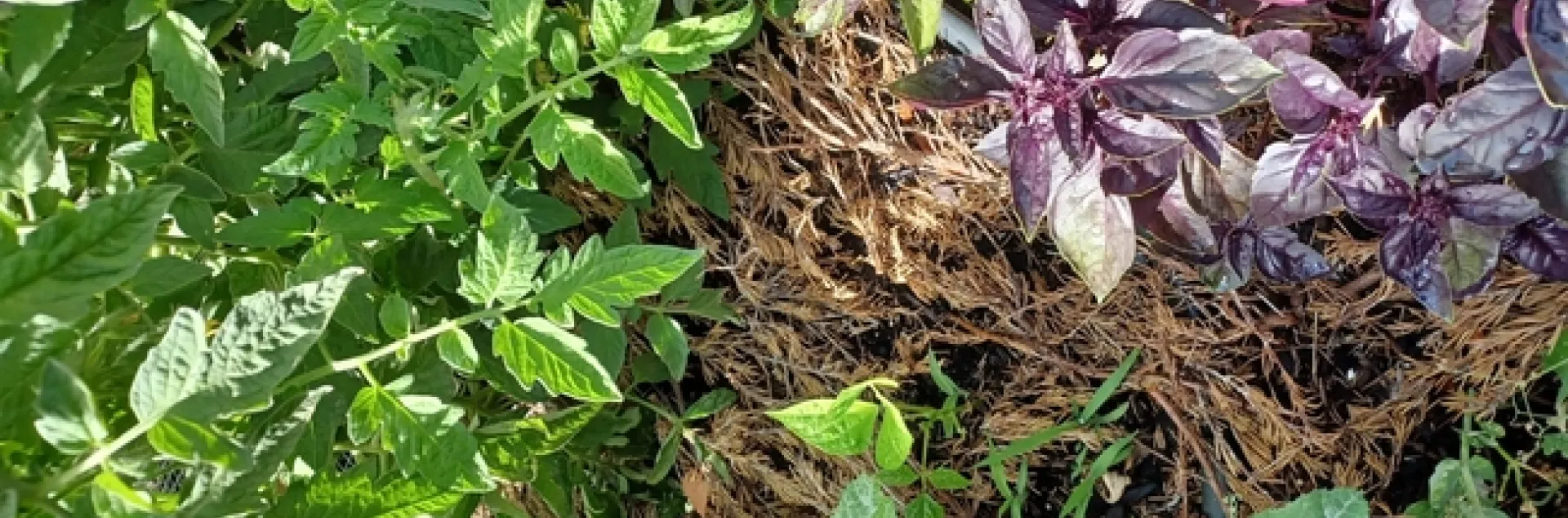 photos by Mollie Jarrett