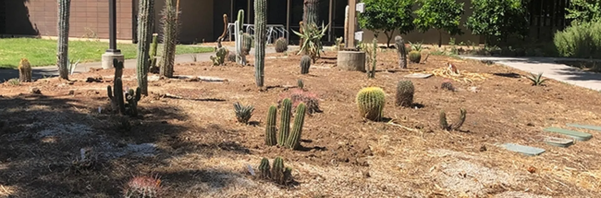 A garden in progress...A new addition to the Joseph and Emma Lin Biological Orchard and Garden at UC Davis is a cacti/succulent garden. (Photo by Kathy Keatley Garvey)