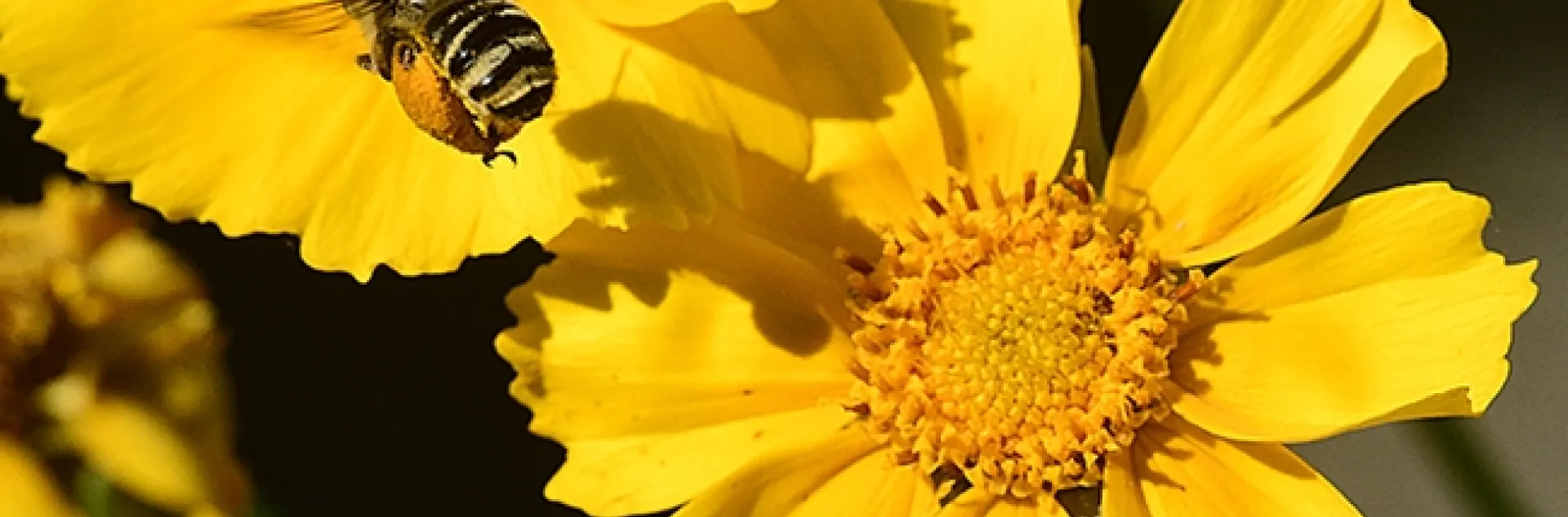 A female sunflower bee, Svastra obliqua expurgata, heads for a Coreopsis. Both are natives to California. (Photo by Kathy Keatley Garvey)