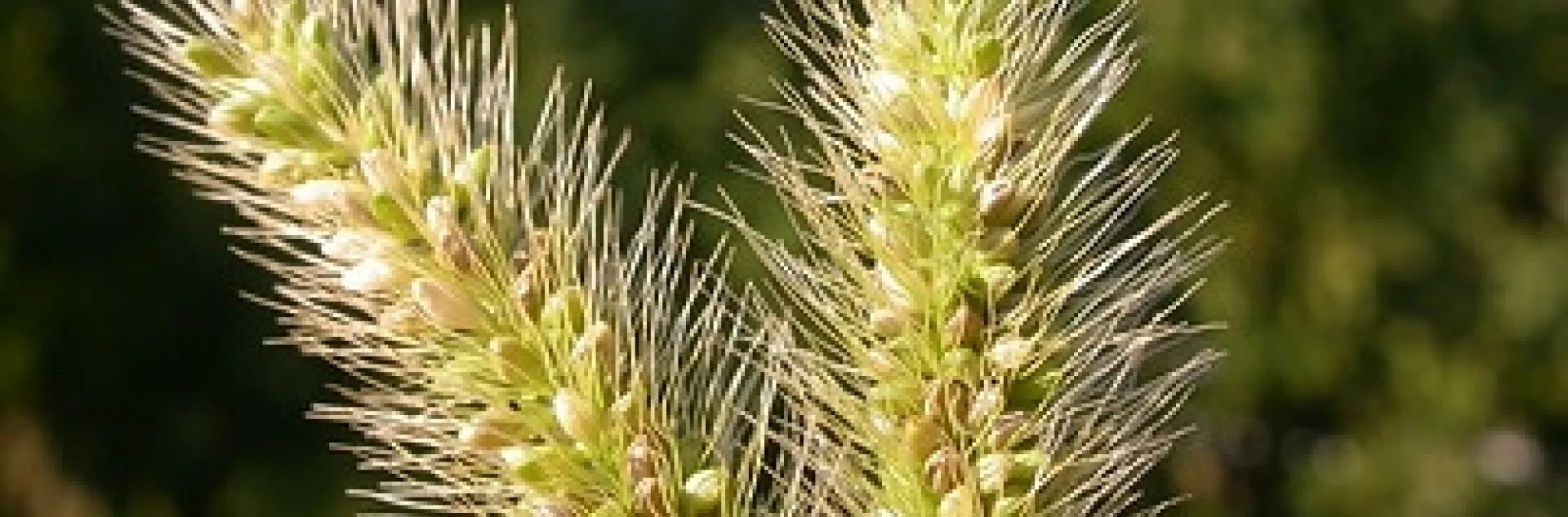 Setaria viridis by Matt Lavin is licensed under CC BY-SA 2.0.