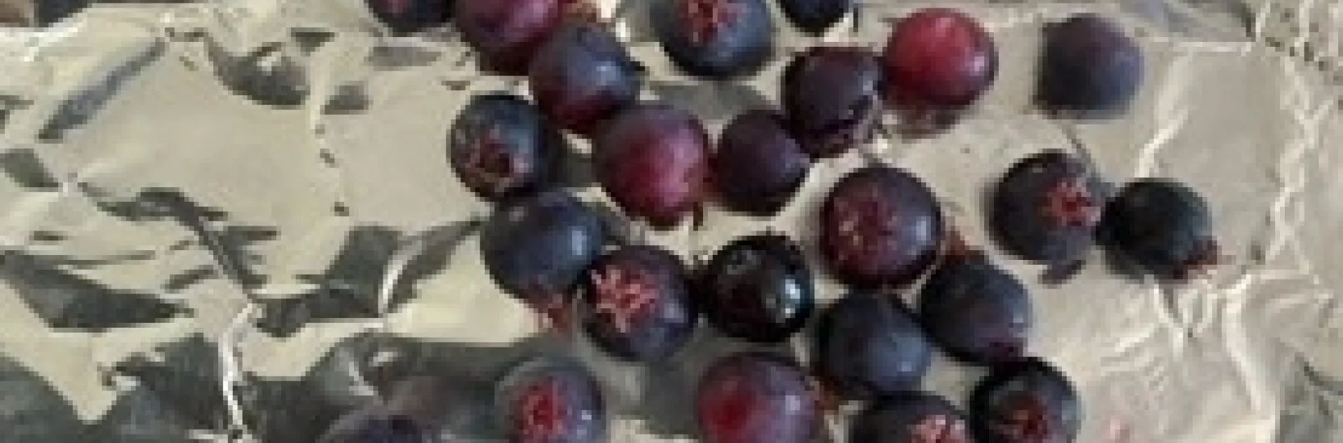 Serviceberry and marionberry. photos by Tina Saravia