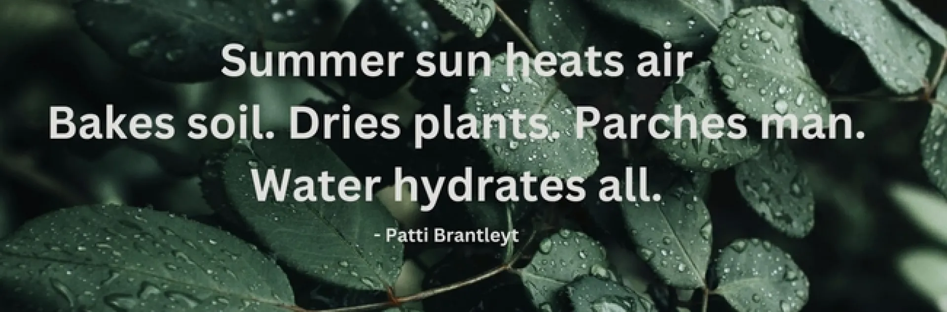 Haiku by Patti Brantley Summer