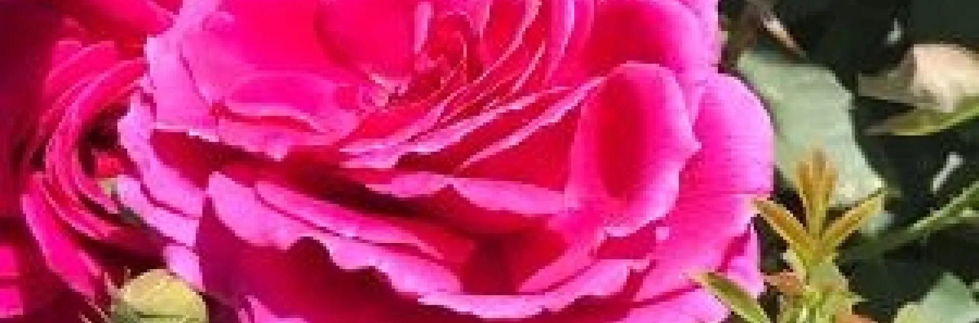 Miranda Lambert, Peace Rose Garden. photos by Karen Metz