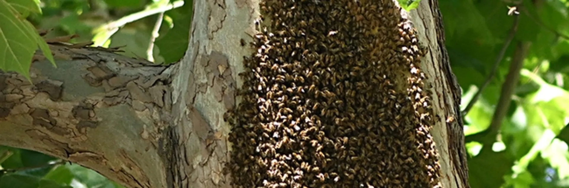 As temperatures soar, feral honey bees engage in bearding to reduce the heat load inside. These bees are in a sycamore tree on the UC Davis campus. (Photo by Kathy Keatley Garvey)