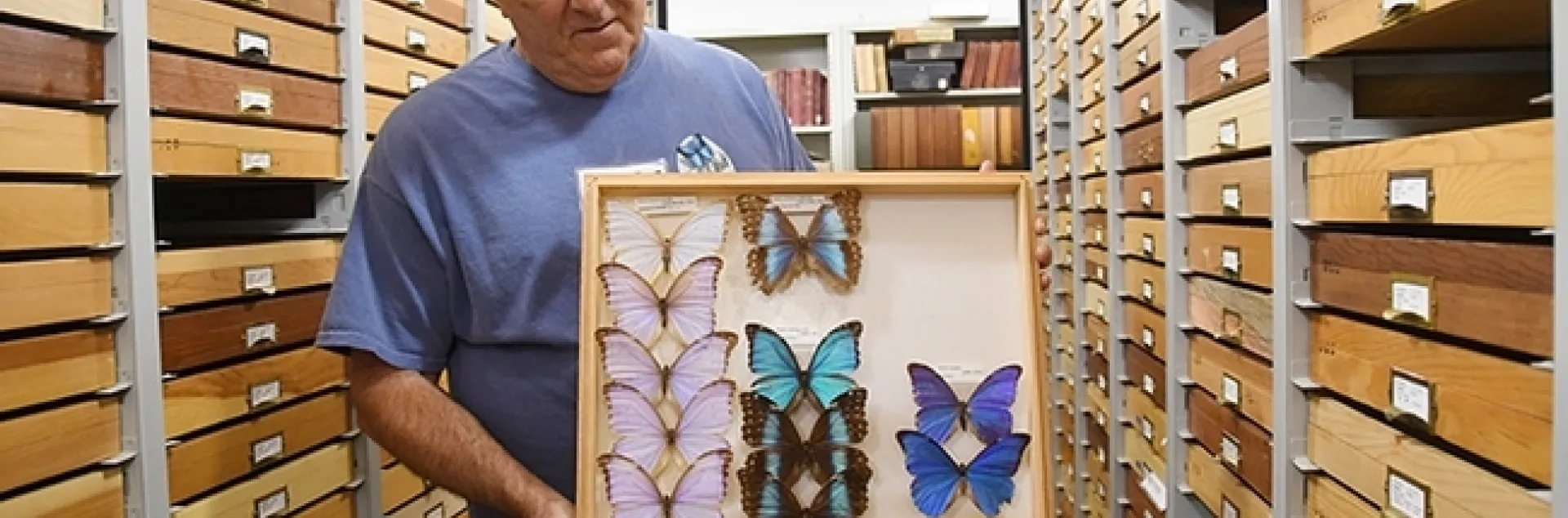 Entomologist Jeff Smith, the curator of the Lepidoptera collection at the Bohart Museum, displays a drawer of tropical butterfly specimens. (Photo by Kathy Keatley Garvey)