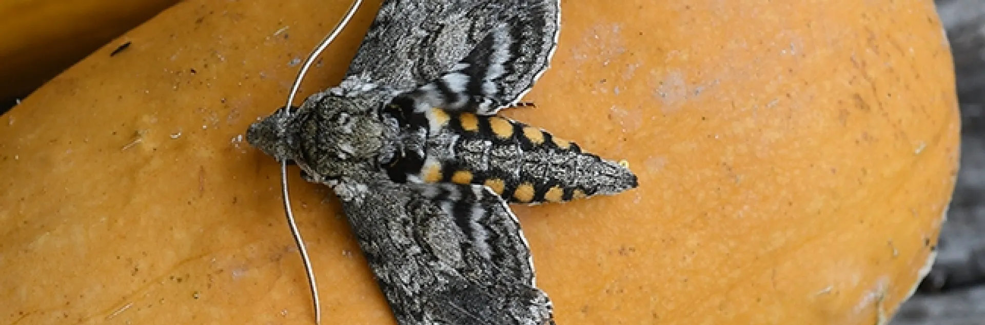 A white-lined sphinx moth, Hyles lineata. (Photo by Kathy Keatley Garvey)