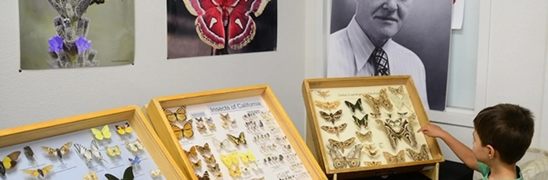 A youth checks out the moth displays during a recent Bohart Museum of Entomology Moth Night. (Photo by Kathy Keatley Garvey)