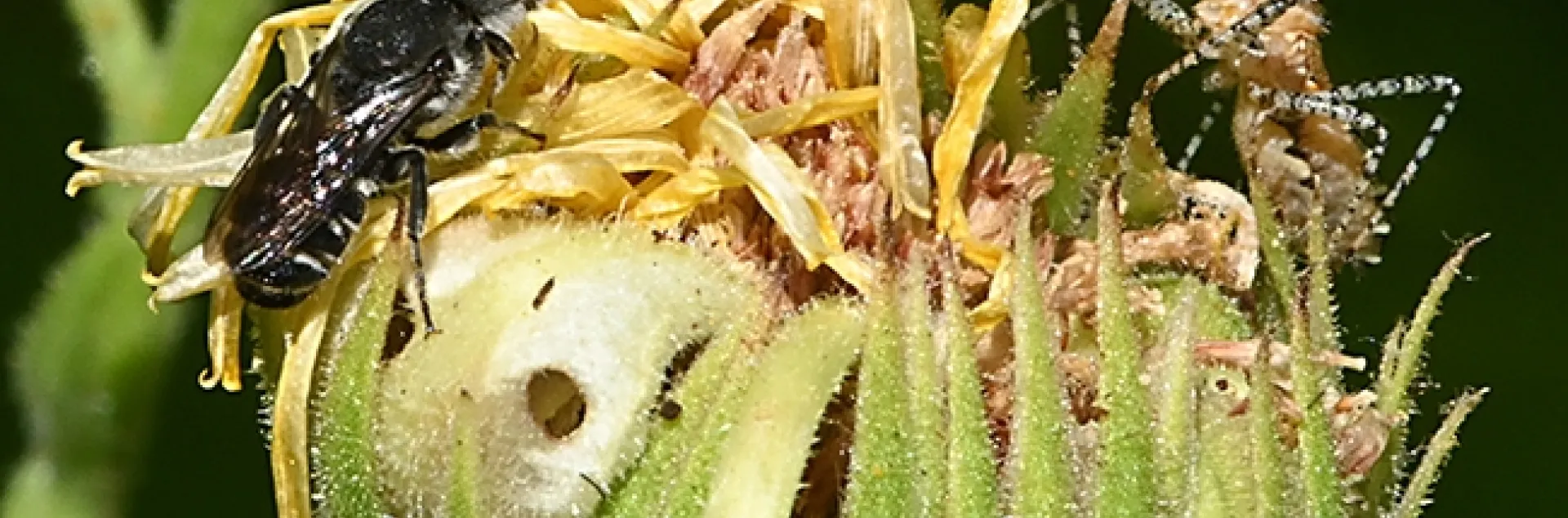 A male leafcutter bee lands on a spent flower. He is not alone. (Photo by Kathy Keatley Garvey)