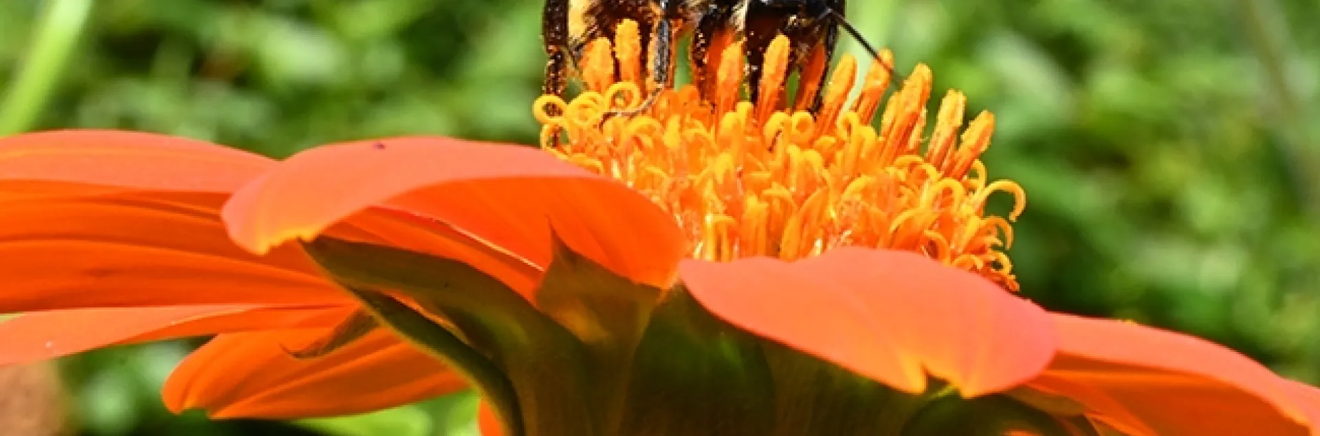 A bumble bee, identified as a male Bombus californicus, foraging on Mexican sunflower, Tithonia rotundifola, in a Vacaville garden. (Photo by Kathy Keatley Garvey)