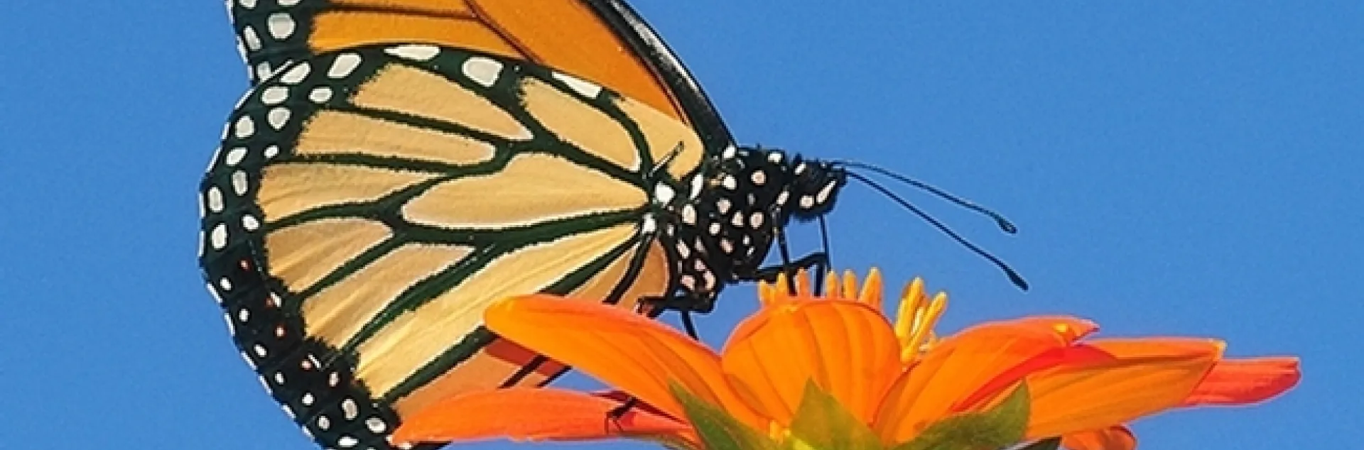 A monarch butterfly, Danaus plexippus, nectaring on a Mexican sunflower, Tithonia rotundifola, in Vacaville, Calif. (Photo by Kathy Keatley Garvey)