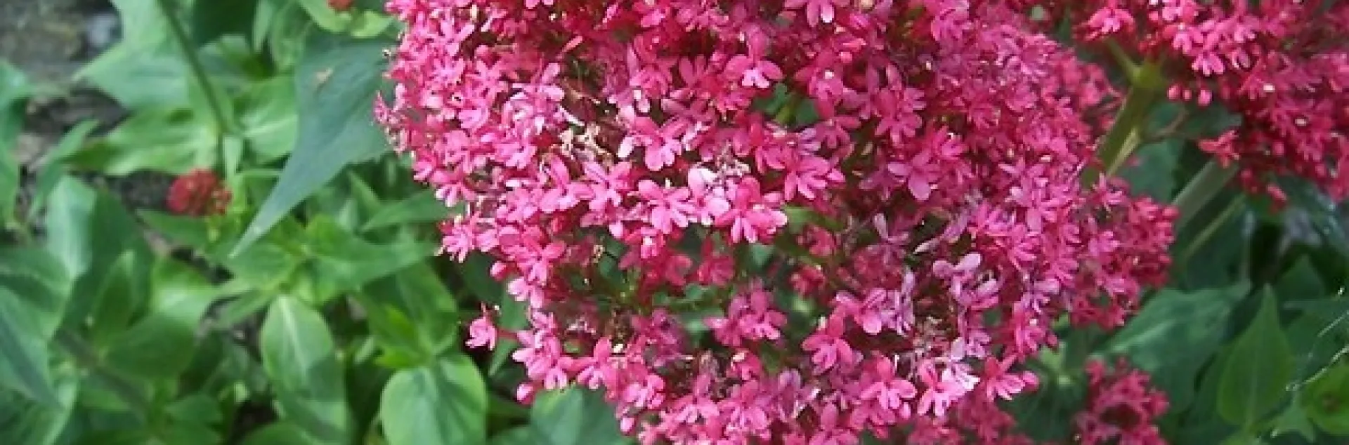 Centranthus ruber ( Red Valerian, Red Spur Valerian, Jupiter's Beard) by Ambersky235 is licensed under CC BY-NC-SA 2.0.