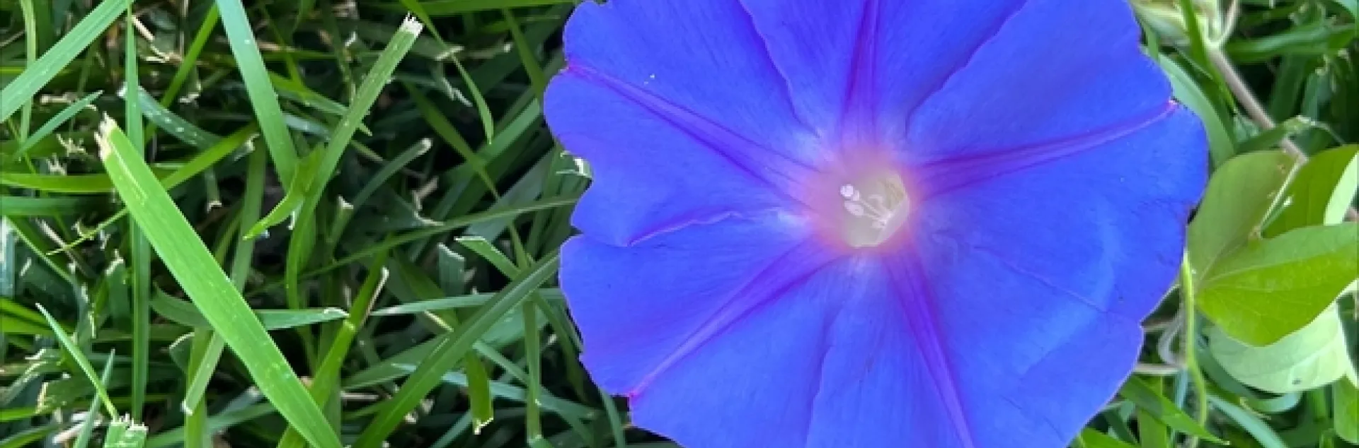 photo by Dottie Deems