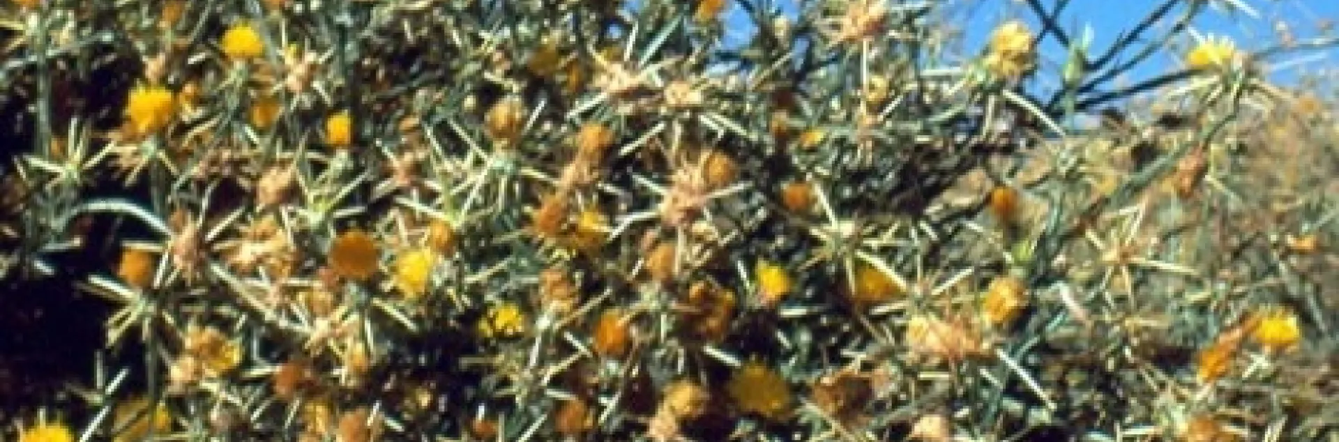 yellow star thisle 2