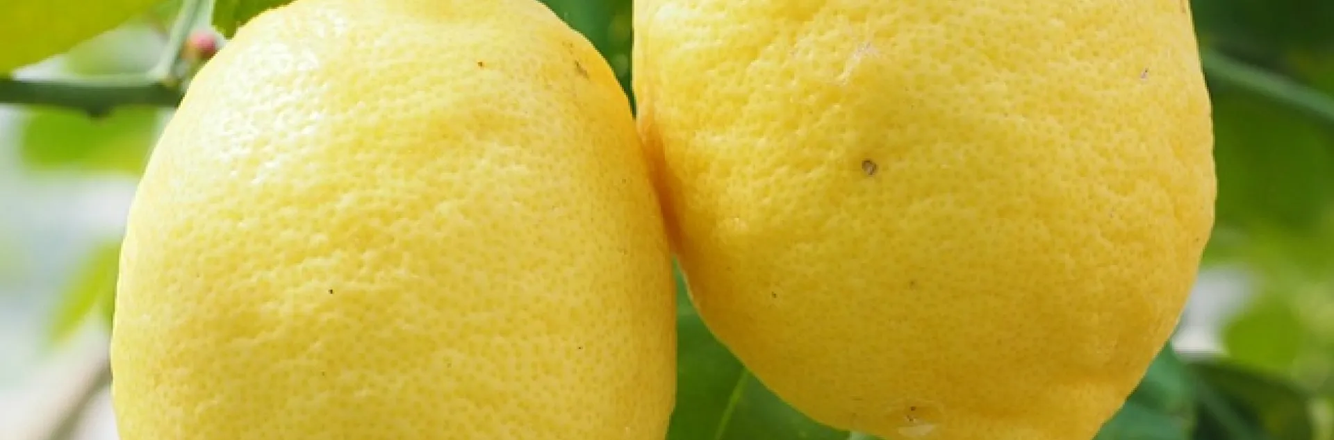 lemon-Eureka fruit