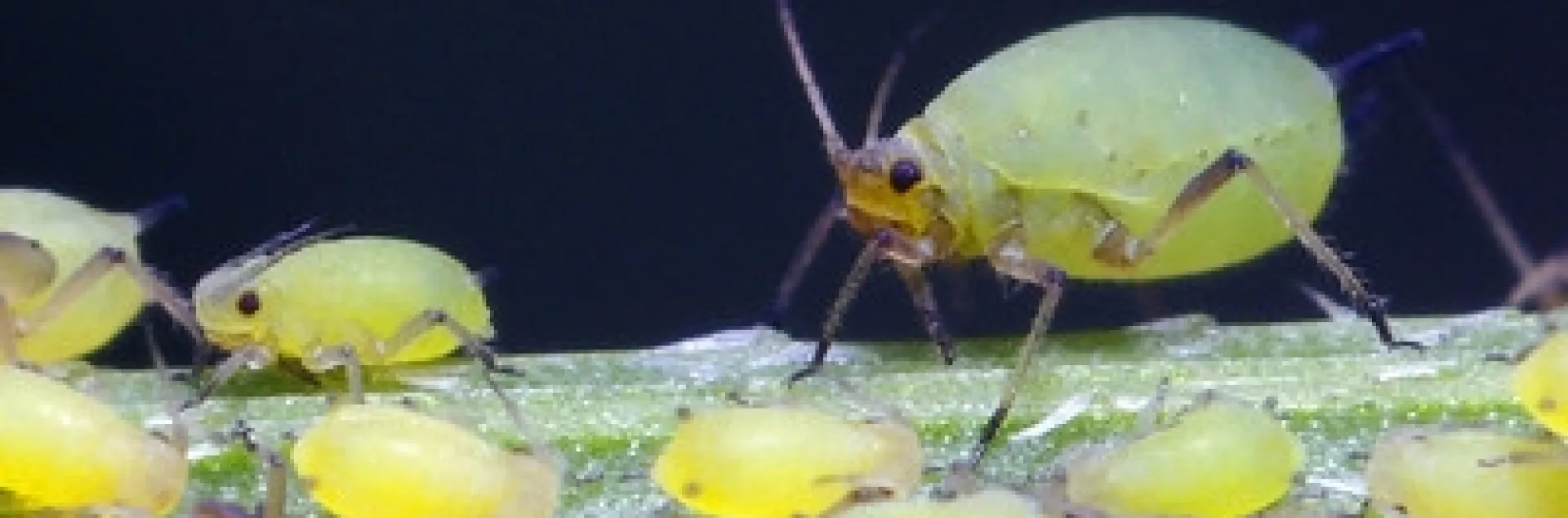 Large and Small Aphids by Thomas Shahan is licensed under CC BY-NC-ND 2.0.