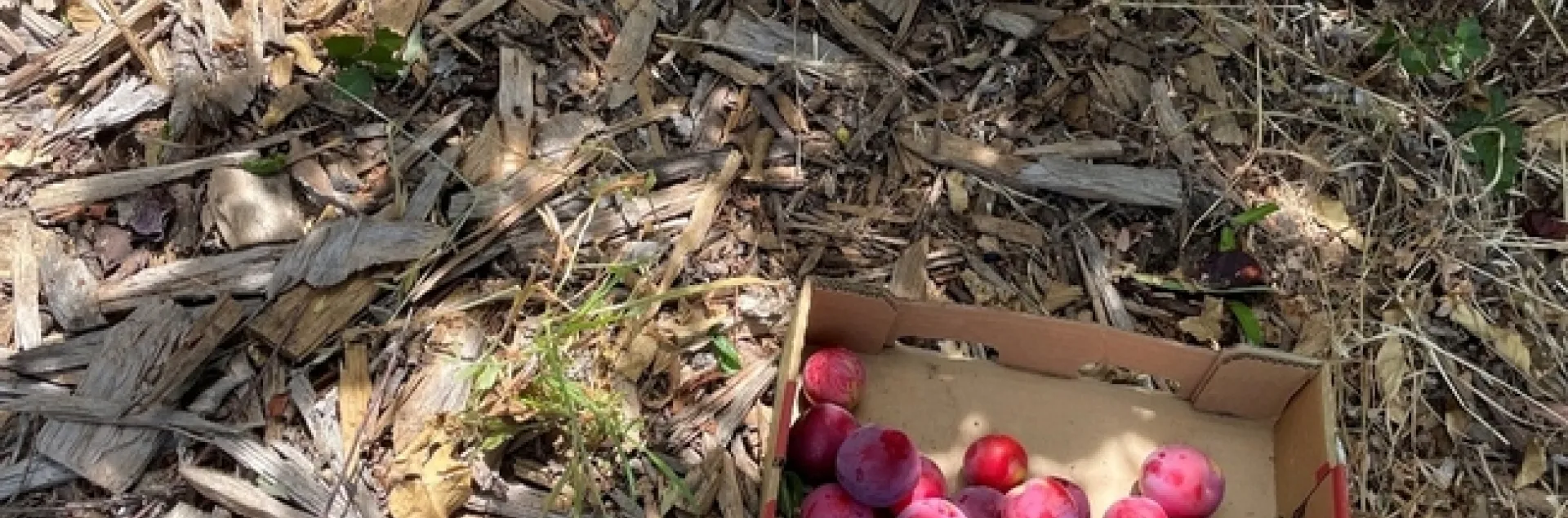 Cat and pluots. photos by Brenda Altman