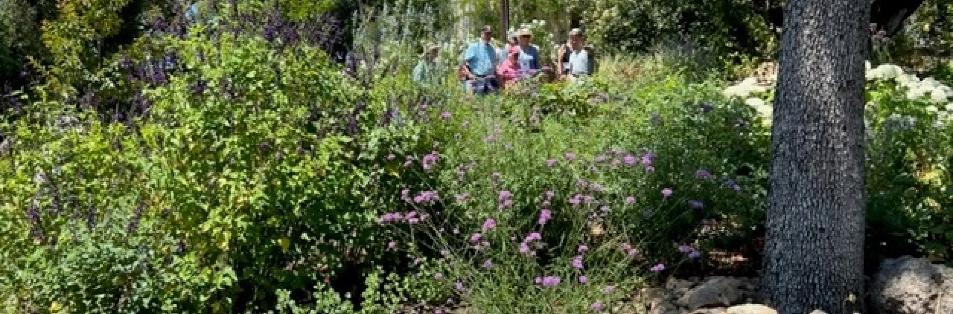 Planting in garden with MGs in the background
