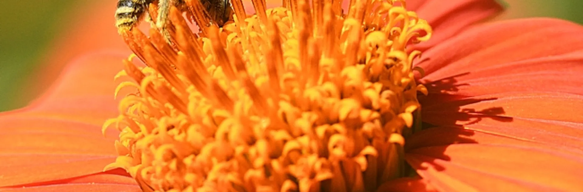A male Melissodes agilis pauses to sip nectar from a Mexican sunflower, Tithonia rotundifola. (Photo by Kathy Keatley Garvey)