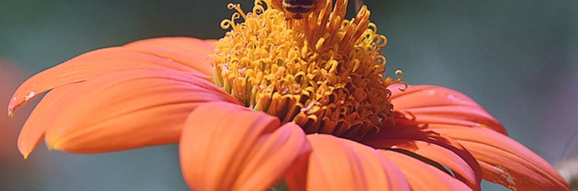 A male Melissodes agilis dives toward the female of his species, but she's not interested. (Photo by Kathy Keatley Garvey)