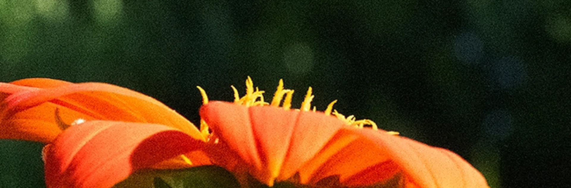 A fiery skipper, Hylephila phyleus, takes flight. The flower is the Mexican sunflower, Tithonia rotundifola. (Photo by Kathy Keatley Garvey)