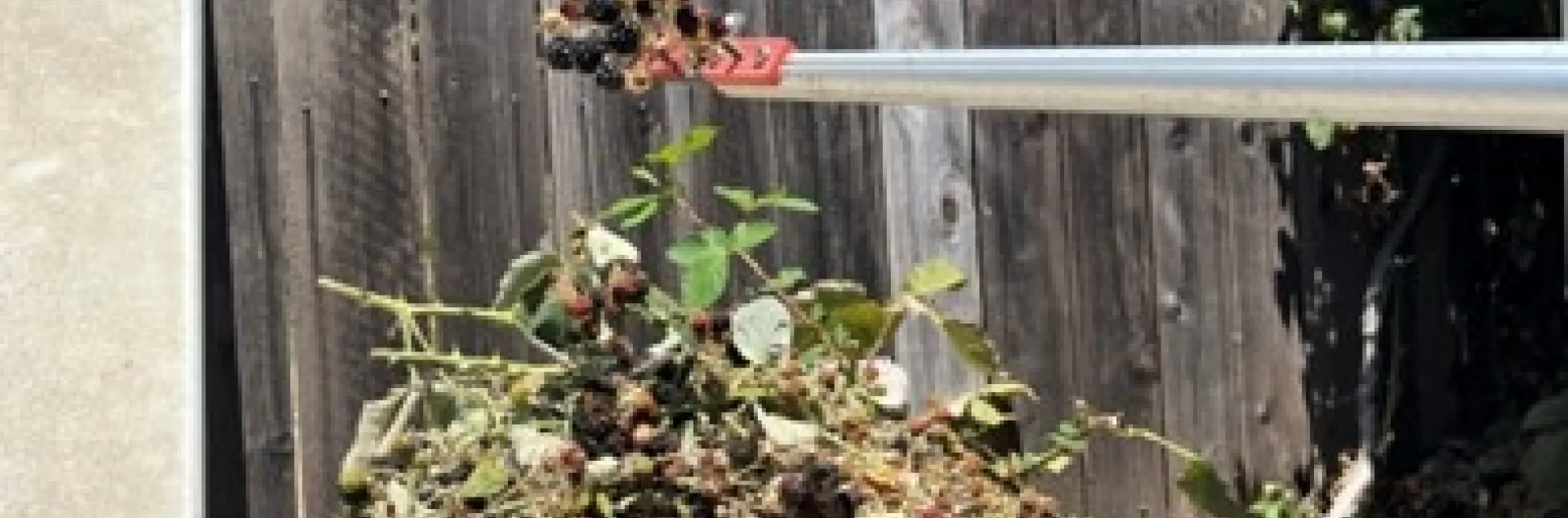 Safely harvesting blackberries. Photos by Tina Saravia