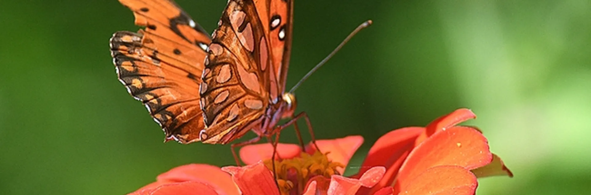A tattered Gulf Fritillary sipping nectar from a zinnia in a Vacaville, Calif., garden. (Photo by Kathy Keatley Garvey)