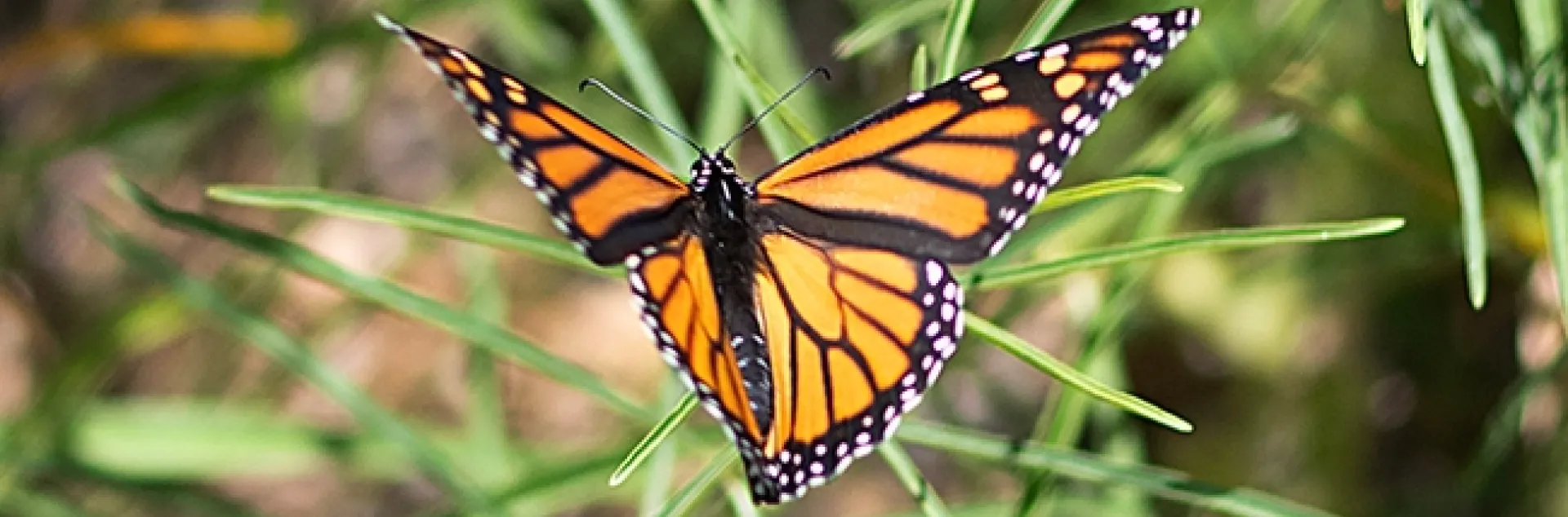 A female monarch flutters into a Vacaville garden on Aug. 10 and checks out the narrow-leafed milkweed, Asclepias fascicularis. (Photo by Kathy Keatley Garvey)