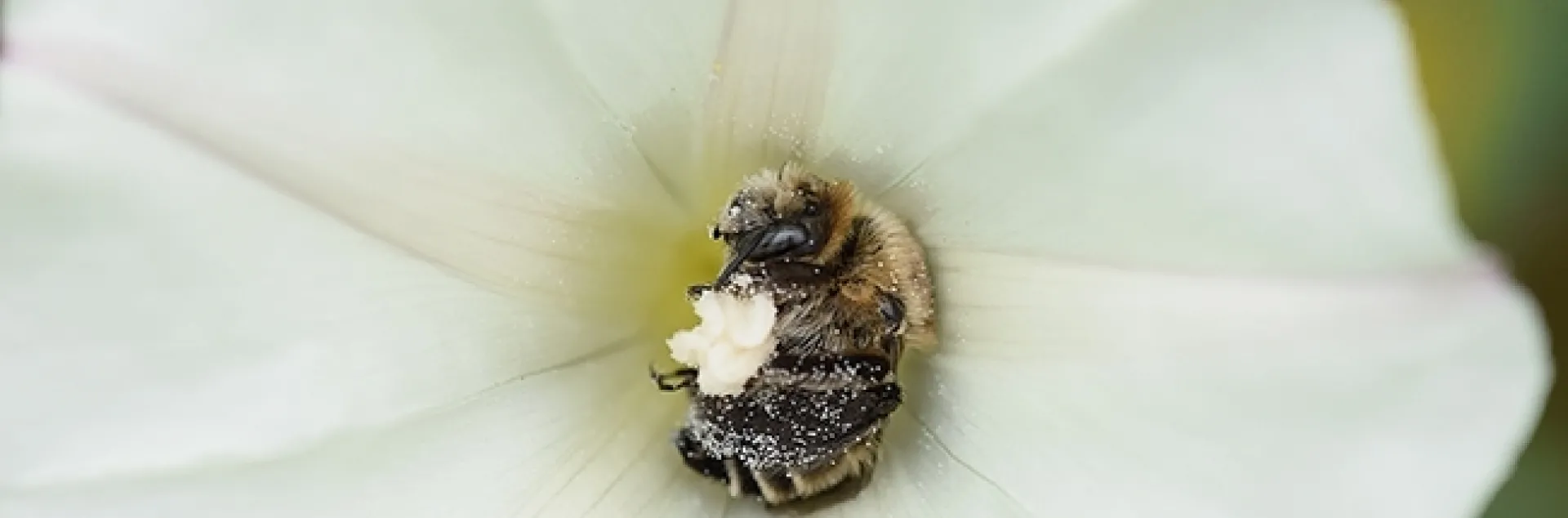 A bindweed turret bee, Diadasia bituberculata, foraging for pollen on bindweed, aka morning glory. (Photo by Rachel Vannette)