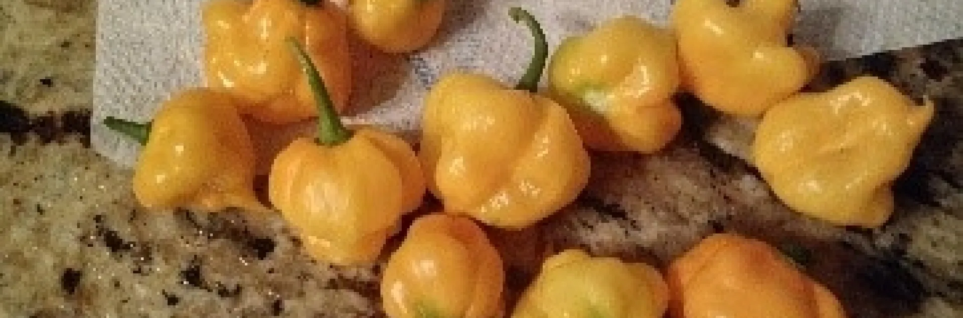 Scotch bonnet. photos by Nanelle Jones-Sullivan