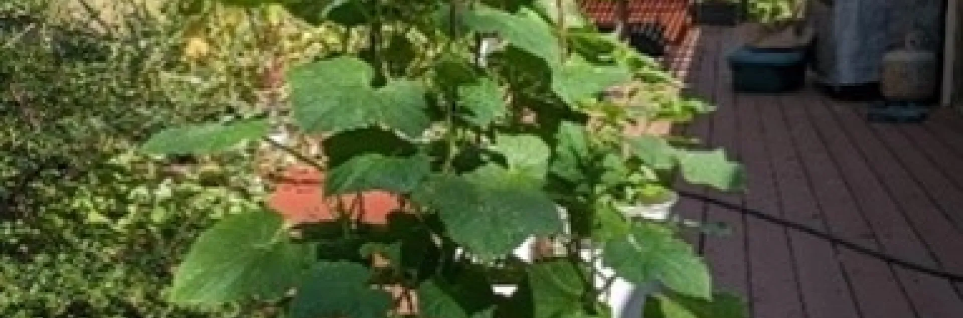 photos by Nanelle Jones-Sullivan