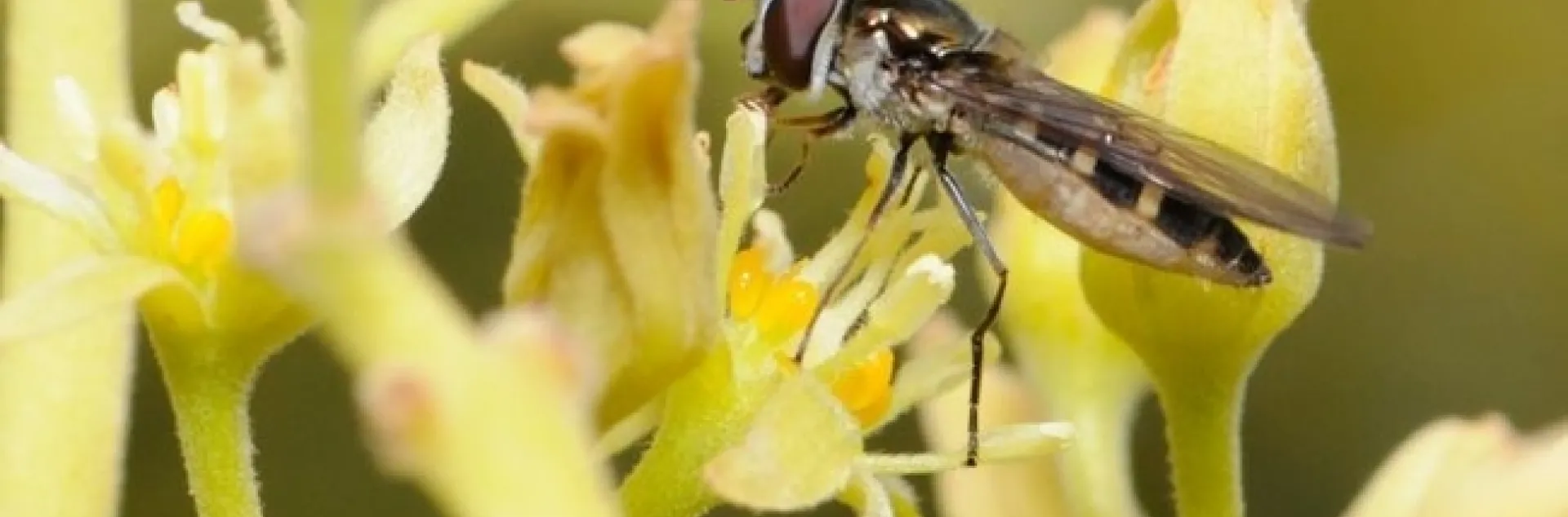 hover fly avocado flower