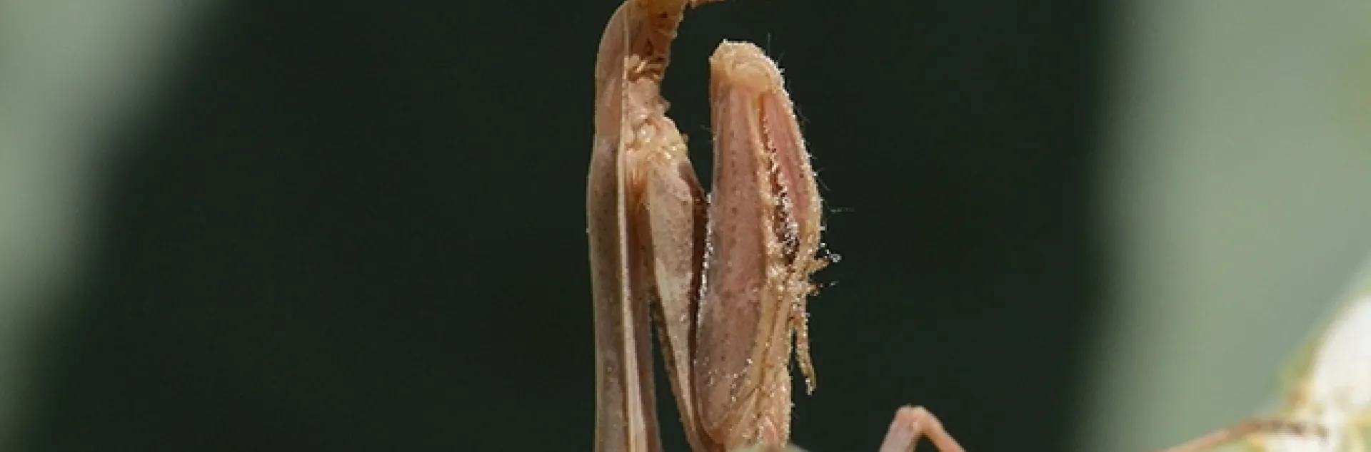 A predator, a praying mantis, Stagmomantis limbatalimbata, waiting for prey. (Photo by Kathy Keatley Garvey)